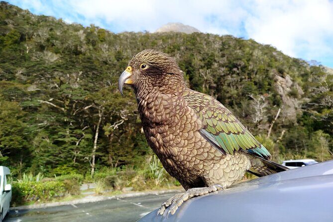 5 Day South Island Tour from Queenstown including Stewart Island - What Makes This Tour Stand Out