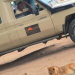 5 DAY TOP SHELF SAFARI - Final Thoughts: Who Should Consider This Tour?