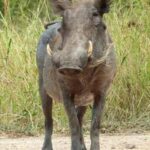 5-Day Wildlife Safari with Kigali City Tour and Lake Kivu. - The Itinerary Breakdown: What Makes Each Stop Special