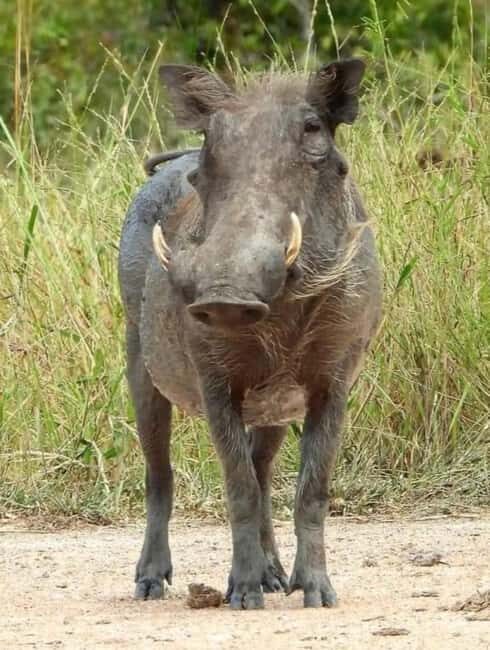 5-Day Wildlife Safari with Kigali City Tour and Lake Kivu. - The Itinerary Breakdown: What Makes Each Stop Special