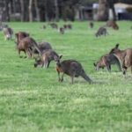 5 Days 4 Nights: Melbourne Package tour - The Itinerary in Detail: What to Expect Day by Day