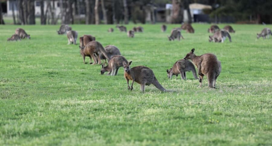5 Days 4 Nights: Melbourne Package tour - The Itinerary in Detail: What to Expect Day by Day