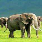 5 Days 4 Nights Northern Circuit Safari - Who This Safari Is Perfect For