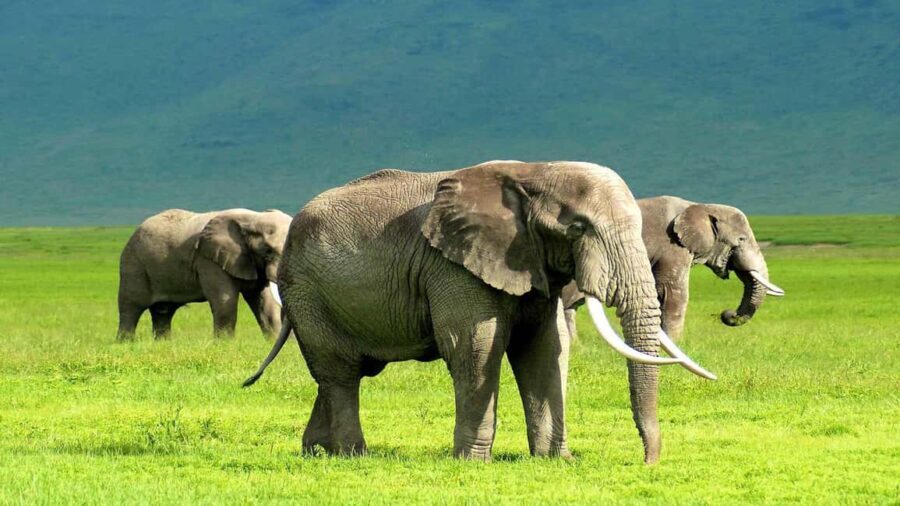 5 Days 4 Nights Northern Circuit Safari - Who This Safari Is Perfect For