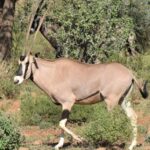 5-Days 4 Nights Safari to Samburu & Ol pejeta Conservancy - What Makes This Tour Stand Out?