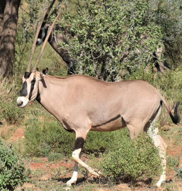 5-Days 4 Nights Safari to Samburu & Ol pejeta Conservancy - What Makes This Tour Stand Out?