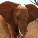 5 Days 4 nights Safari to Tsavo East,Tsavo West and Amboseli - Day 1 & 2: Amboseli National Park