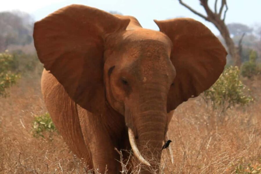 5 Days 4 nights Safari to Tsavo East,Tsavo West and Amboseli - Day 1 & 2: Amboseli National Park