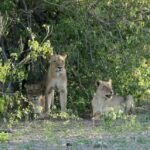 5 Days 4 Nights Safari Tour In Madikwe And Pilanersbeg - Detailed Breakdown of the Itinerary