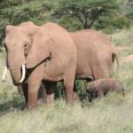 5 Days Amboseli, Lake Nakuru and Masai Mara Safari. - The Value of This Safari