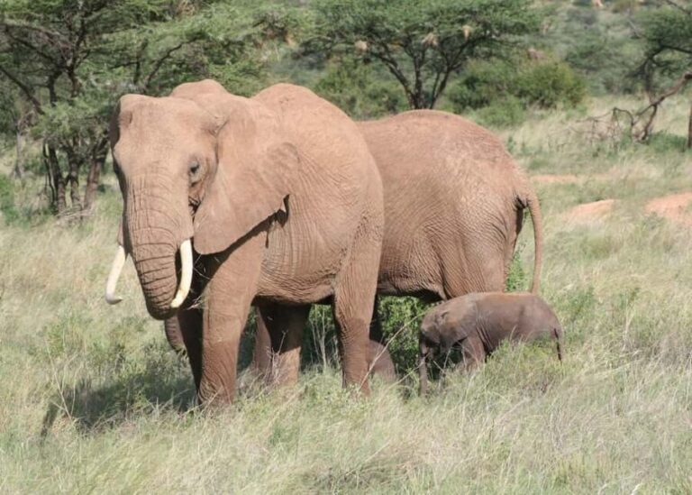 5 Days Amboseli, Lake Nakuru and Masai Mara Safari. - The Value of This Safari