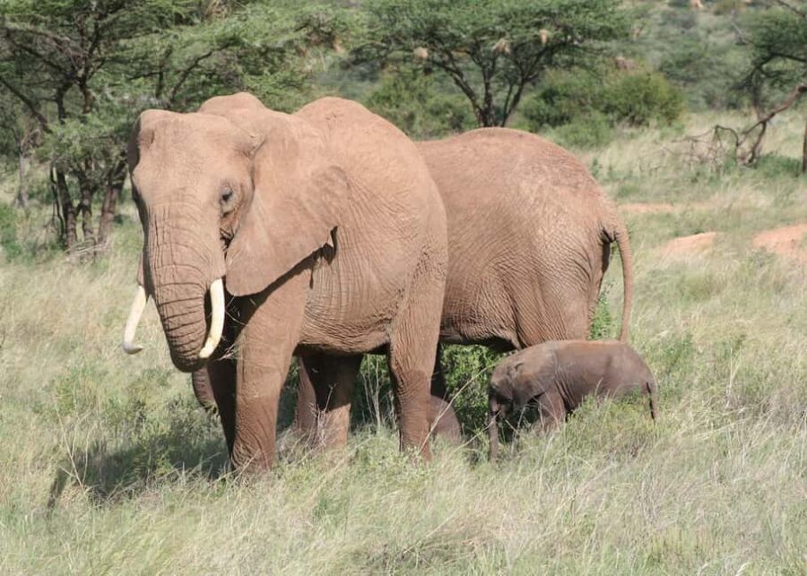 5 Days Amboseli, Lake Nakuru and Masai Mara Safari. - The Value of This Safari
