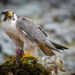 5 Days Bale National Park and Mountains Tour - Exploring the Bale National Park Itinerary