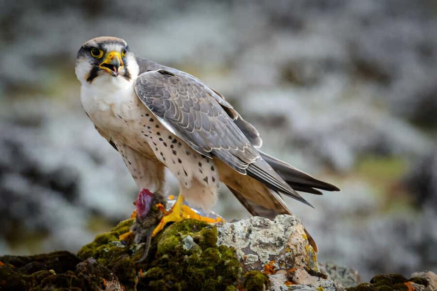 5 Days Bale National Park and Mountains Tour - Exploring the Bale National Park Itinerary