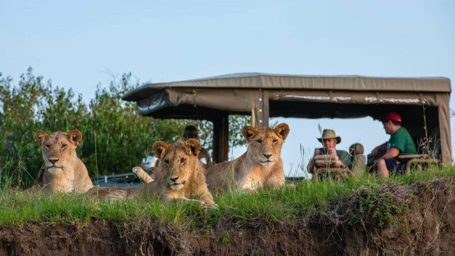 5 Days Family Tanzania Safari - Meilleur Tours Tanzania - What Makes This Tour Stand Out