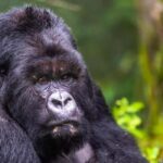 5 Days Gorilla Safari in Rwanda - What’s Included and What’s Not?