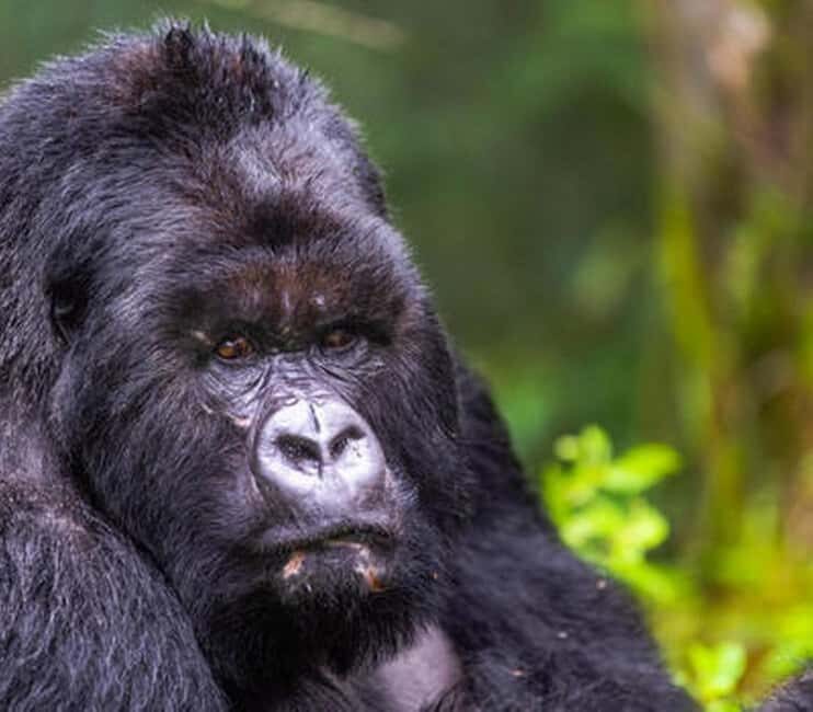 5 Days Gorilla Safari in Rwanda - What’s Included and What’s Not?