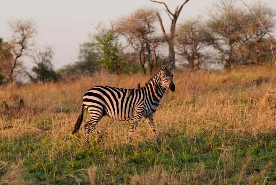 5 Days Group Camping Safari - What’s Included and What’s Not