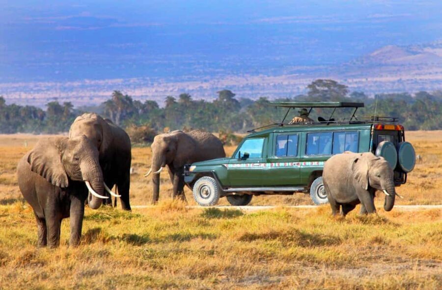5 Days Group Serengeti, Ngorongoro & Tarangire wildlife Tour - What’s Included & What to Consider