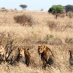 5 Days Join Group Big 5 Exploration - Authentic Experiences You Can Expect