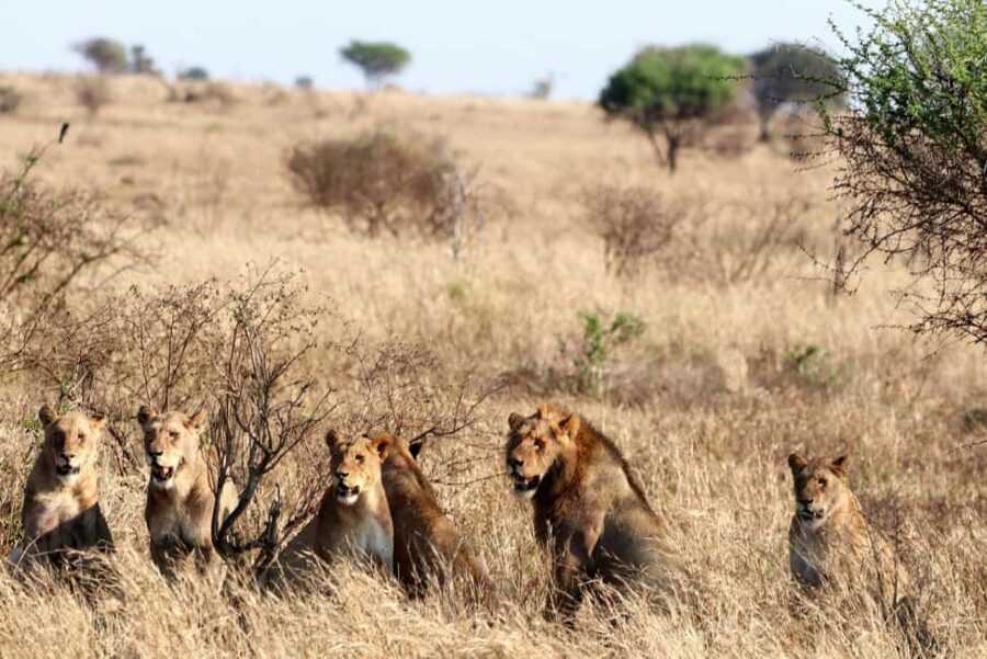 5 Days Join Group Big 5 Exploration - Authentic Experiences You Can Expect