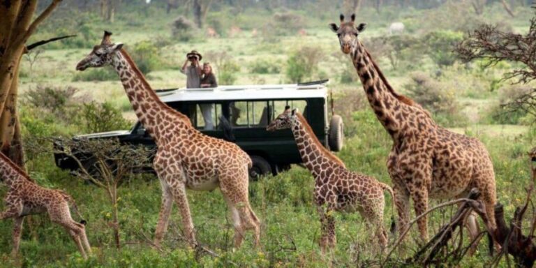 5 Days Magical Kenya Lodge Safari Kenya Wildlife Safari - Day 3: Lake Nakuru to Maasai Mara