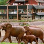 5 Days Masai Mara, Lake Nakuru and Aberdare Circuit Safari - What Makes This Safari Special?