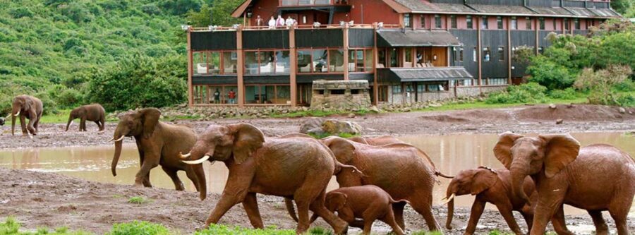 5 Days Masai Mara, Lake Nakuru and Aberdare Circuit Safari - What Makes This Safari Special?