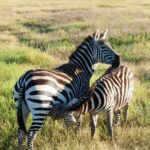 5 Days of Adventure Discover Africa's Wildlife & Landscapes - Transportation & Comfort