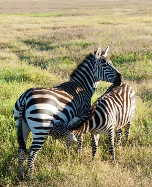 5 Days of Adventure Discover Africa's Wildlife & Landscapes - Transportation & Comfort
