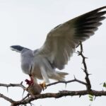 5 Days of Unmatched Wildlife Magic from Savannah to Safari - What The Experience Includes & What You Should Know