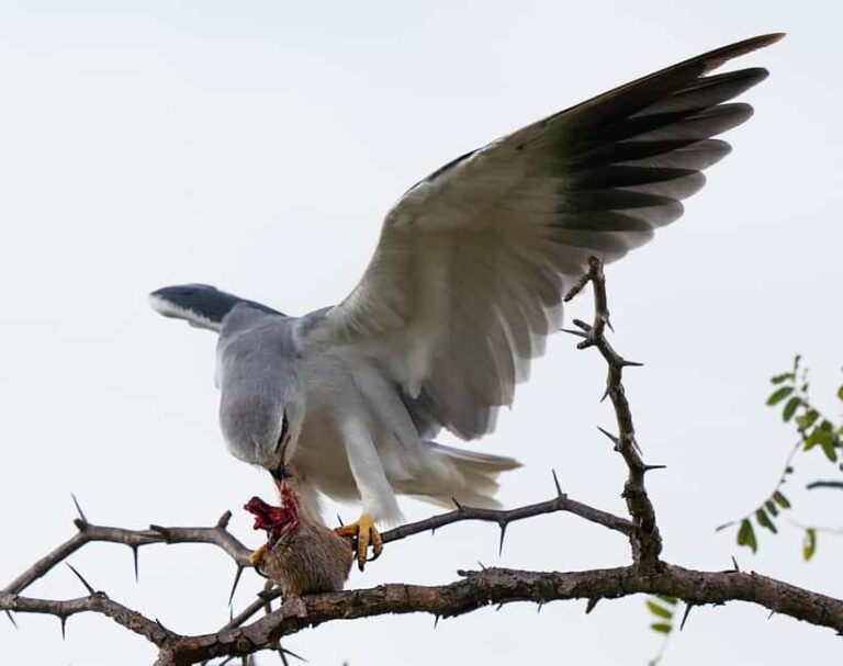5 Days of Unmatched Wildlife Magic from Savannah to Safari - What The Experience Includes & What You Should Know