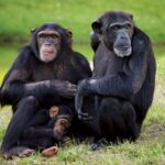 5 Days Ol Pejeta, Lake Nakuru and Masai Mara Wildlife Safari - Exploring the Itinerary