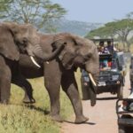 5 Days Private Midrange Safari-Serengeti & Ngorongoro - Exploring the Highlights: What Makes This Safari Stand Out