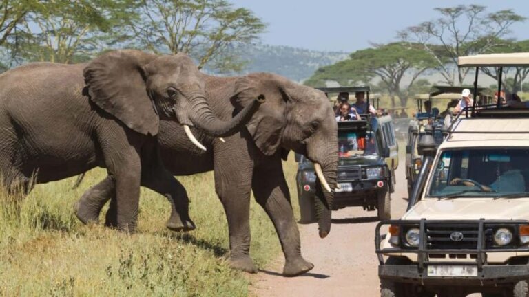 5 Days Private Midrange Safari-Serengeti & Ngorongoro - Exploring the Highlights: What Makes This Safari Stand Out