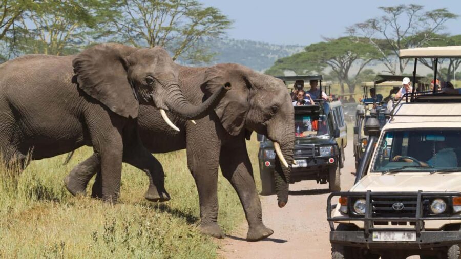 5 Days Private Midrange Safari-Serengeti & Ngorongoro - Exploring the Highlights: What Makes This Safari Stand Out