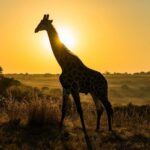 5 Days Private Tanzania Safari - Africa Finest Adventures - The Practicalities and Value