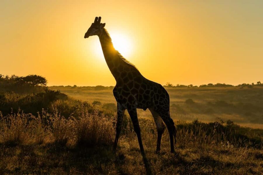 5 Days Private Tanzania Safari - Africa Finest Adventures - The Practicalities and Value
