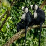 5-Days Rwanda Gorilla, chimp & wildlife safari - An Overview of the Itinerary