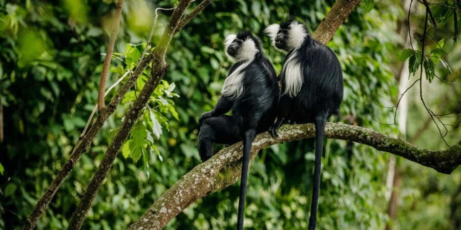 5-Days Rwanda Gorilla, chimp & wildlife safari - An Overview of the Itinerary