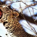 5 days safari to Tsavo East, West & Amboseli from Mombasa - Who Should Consider This Safari?
