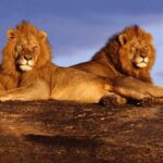 5 days safari to Tsavo East, West & Amboseli from Mombasa - The Value of This Safari