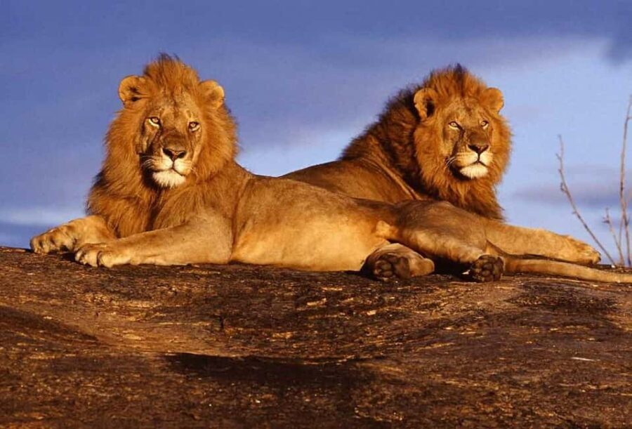 5 days safari to Tsavo East, West & Amboseli from Mombasa - The Value of This Safari