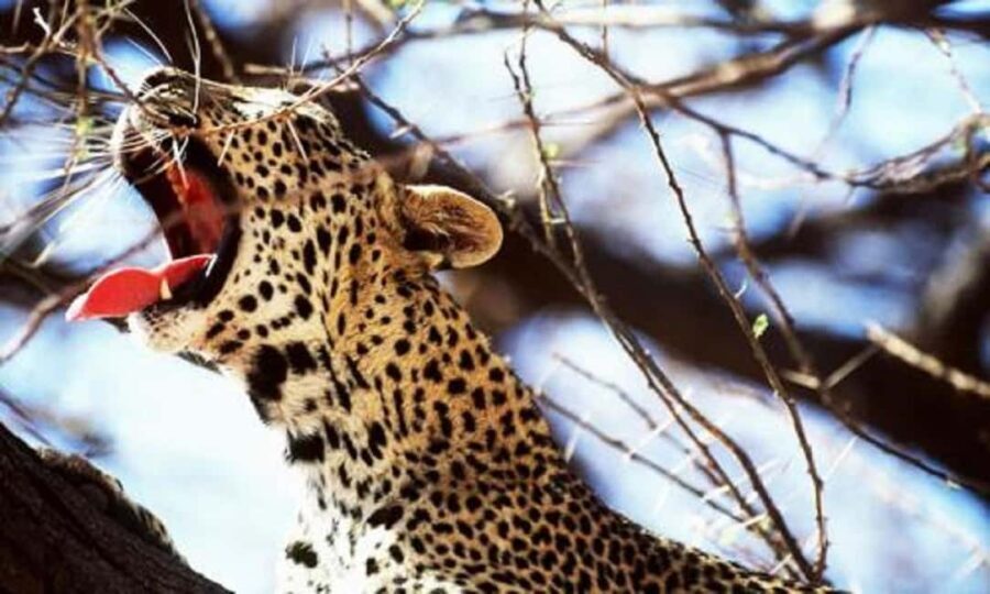 5 days safari to Tsavo East, West & Amboseli from Mombasa - Who Should Consider This Safari?