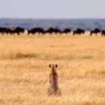 5 Days Tanzania Big 5 Safari Experience - Who Should Consider This Safari?