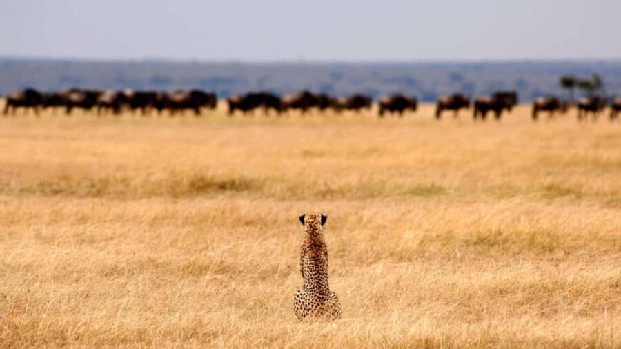 5 Days Tanzania Big 5 Safari Experience - Who Should Consider This Safari?