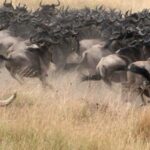 5 Days Tanzania wildebeest migration Mid-Range Accommodation - Exploring the Itinerary in Detail