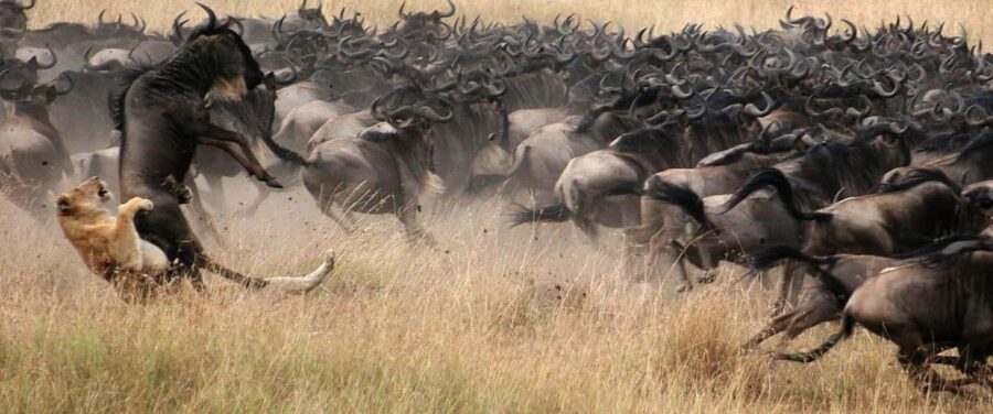 5 Days Tanzania wildebeest migration Mid-Range Accommodation - Exploring the Itinerary in Detail