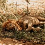5 Days Tarangire, Ngorongoro & Serengeti National Park - Overview of the Tour