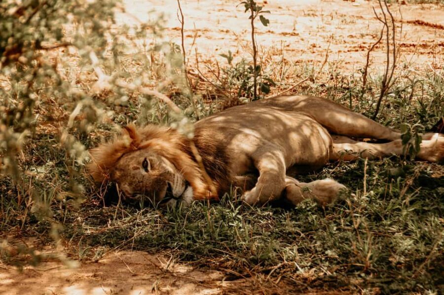 5 Days Tarangire, Ngorongoro & Serengeti National Park - Overview of the Tour